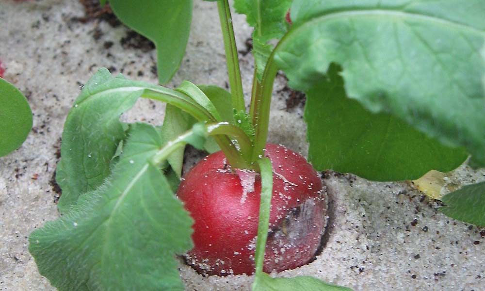 Rhizoctonia solani is a soil fungus with a wide host range and worldwide distribution. Its host plants include virtually all vegetables, flowers, shrubs and trees.