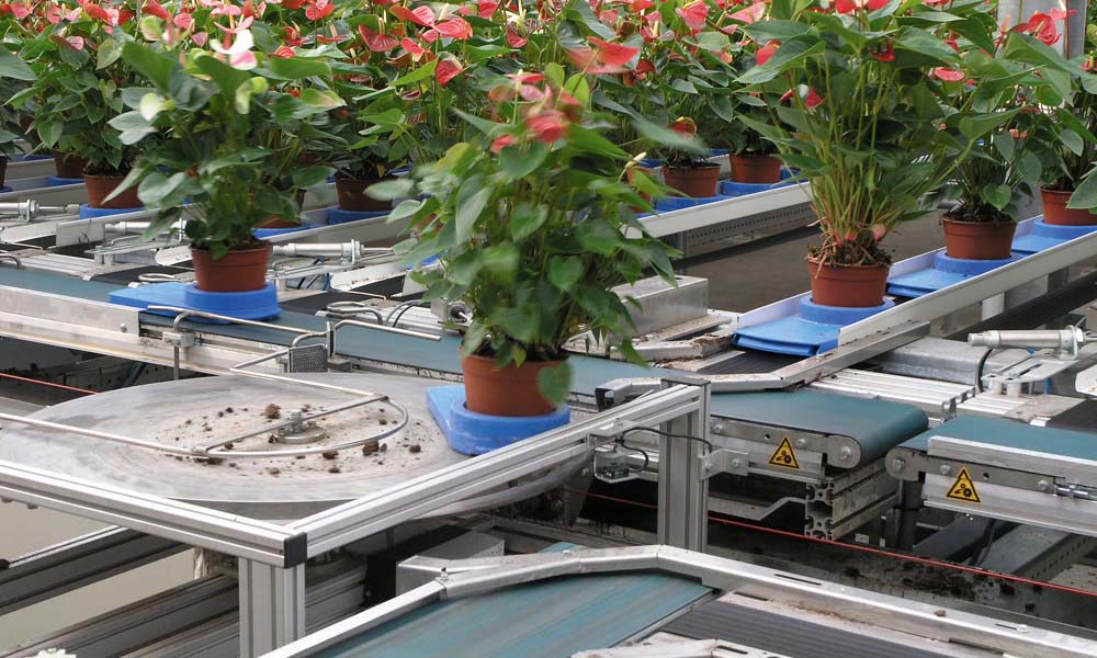 Movement and touch make plants shorter