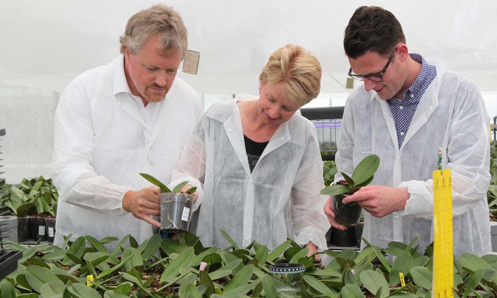 A range of new coated fertilisers is enabling growers of pot plants, bedding plants and soil-grown cut flowers to optimise fertilisation