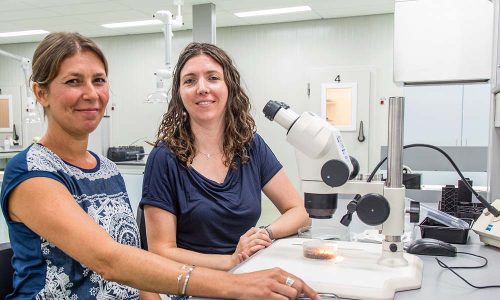 Hyperparasites of aphid predators are an ever increasing problem. A joint project has been set up to investigate ways of controlling the hyperparasites.