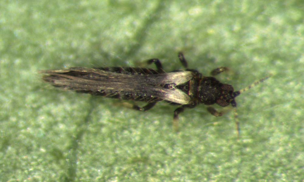 Controlling Echinothrips americanus with predatory mites and bugs