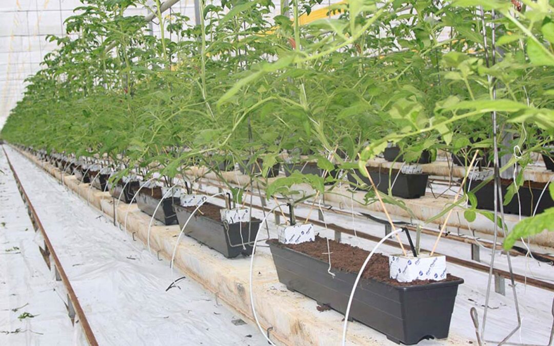 Vruchtgroentetelers zien perspectief in telen op veensubstraat