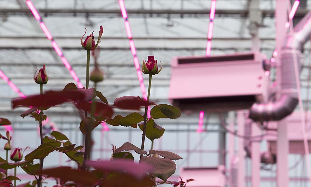 ‘Verlenging rozenproef moet meer informatie aan het licht brengen’