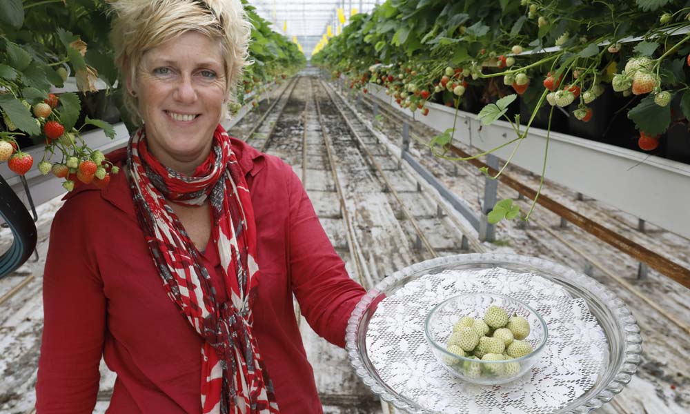 ‘Groene aardbei heeft culinaire mogelijkheden’
