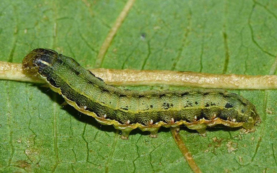 Spodoptera exigua caterpillar on a leaf