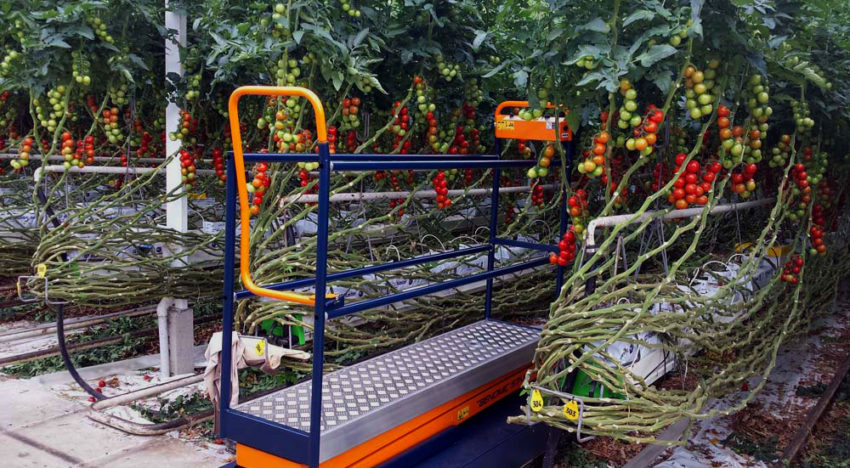 The Plantalyzer automatically measures the tomatoes in the greenhouse