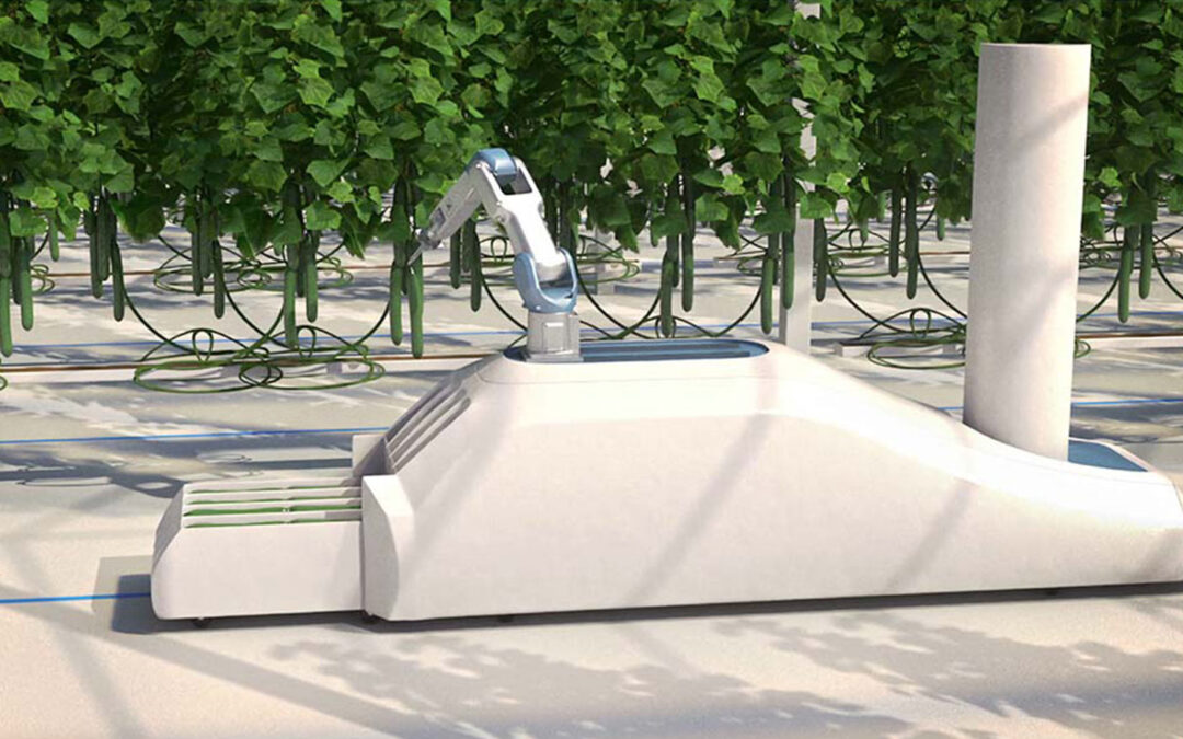 Crux Agribotics ontwikkelt lerende komkommeroogstrobot