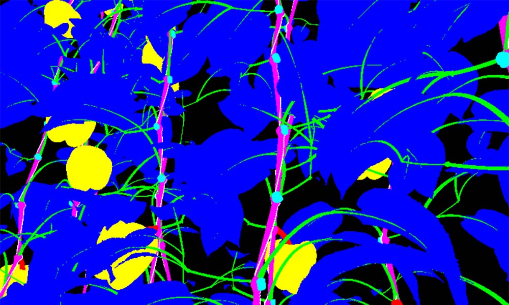 Synthetic colors as the harvesting robot identifies different parts of the plants