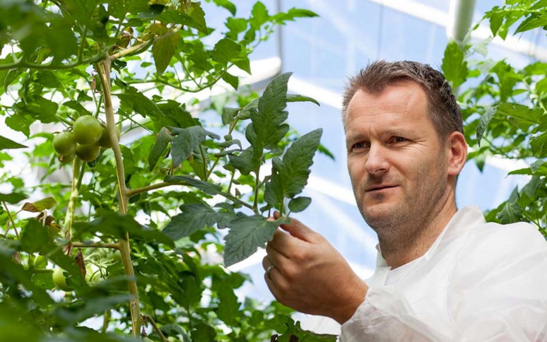 Tomatengalmijt zit wijder verspreid in kas dan gedacht