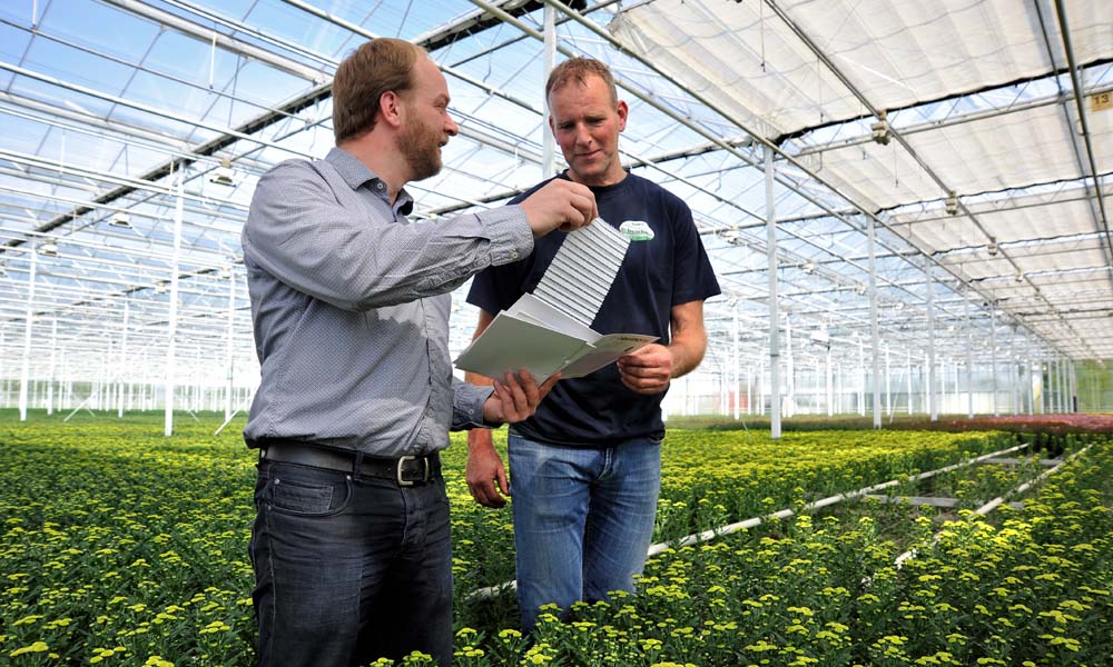 A new diffuse climate screen gives 32% more light to parts of the crop shaded by the greenhouse structure compared with the classic variant.