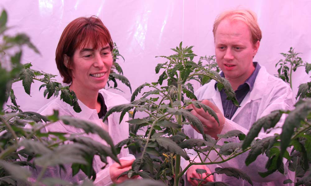 First trial with dynamic light recipe in tomatoes ups production by 8%