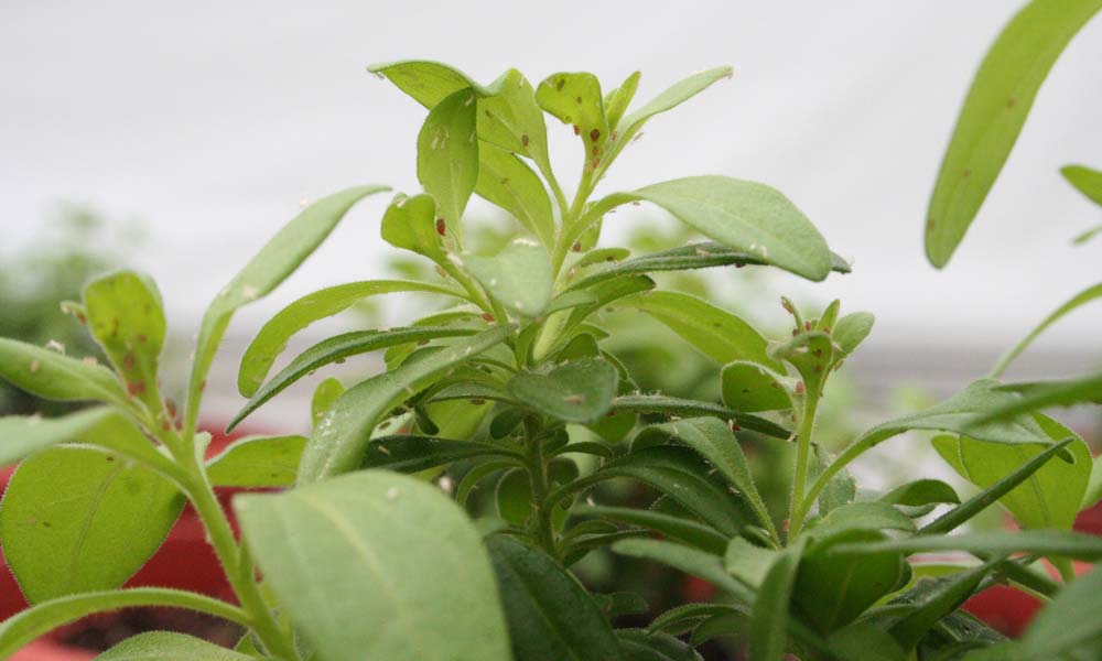 Fungi and bacteria that live in plants can help make the plants more resilient to pests and diseases