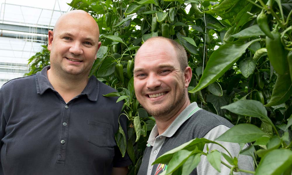 Supplementary feeding of predatory mites with a pollen preparation has outgrown the trial phase. A large number of growers are using this method.