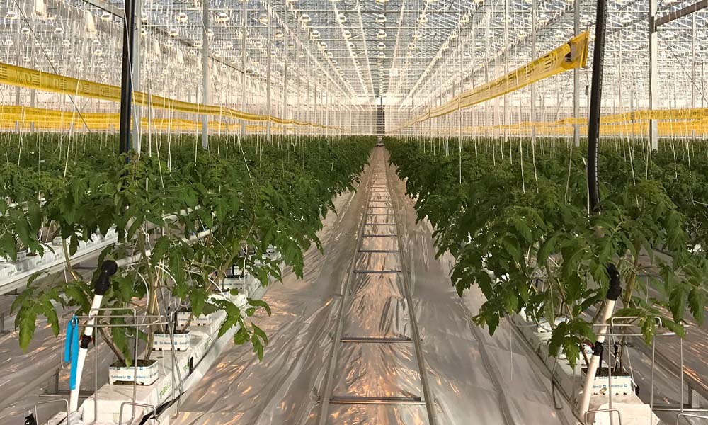 Pioneering climate control solution in tomato greenhouse