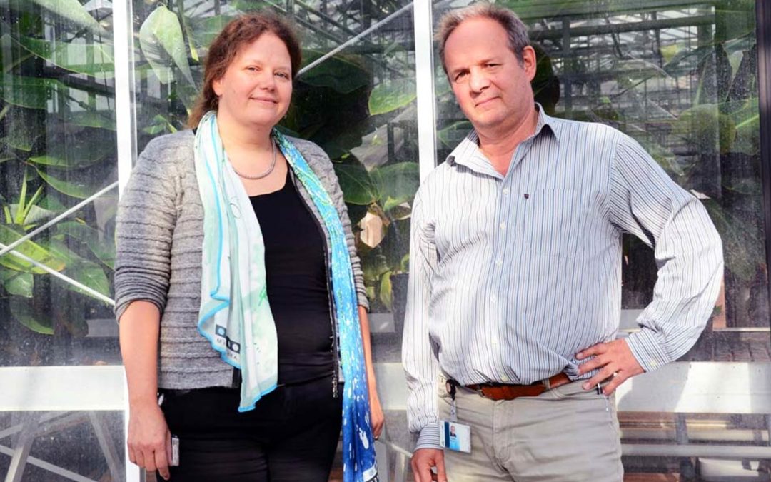 Schimmel Fusarium is onvatbaar voor veel fungiciden en muteert snel