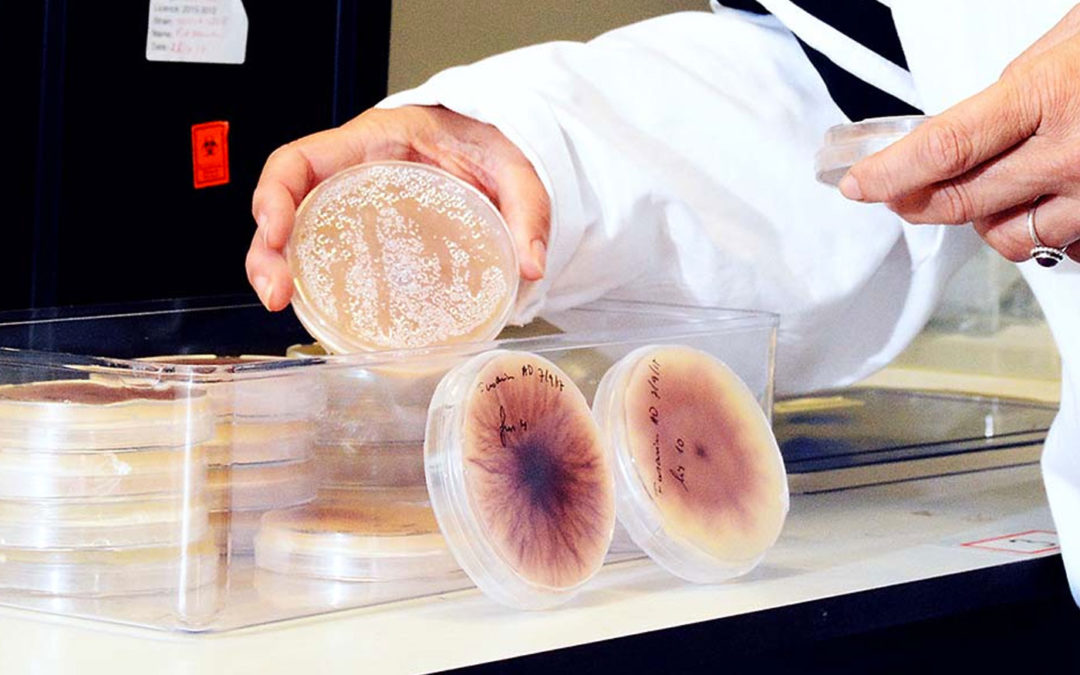 Onderzoek naar betere identificatie, meer zicht op verspreiding en biologische bestrijding