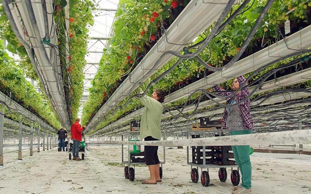 Geen extra gezondheidsrisico’s door cocktaileffect middelen