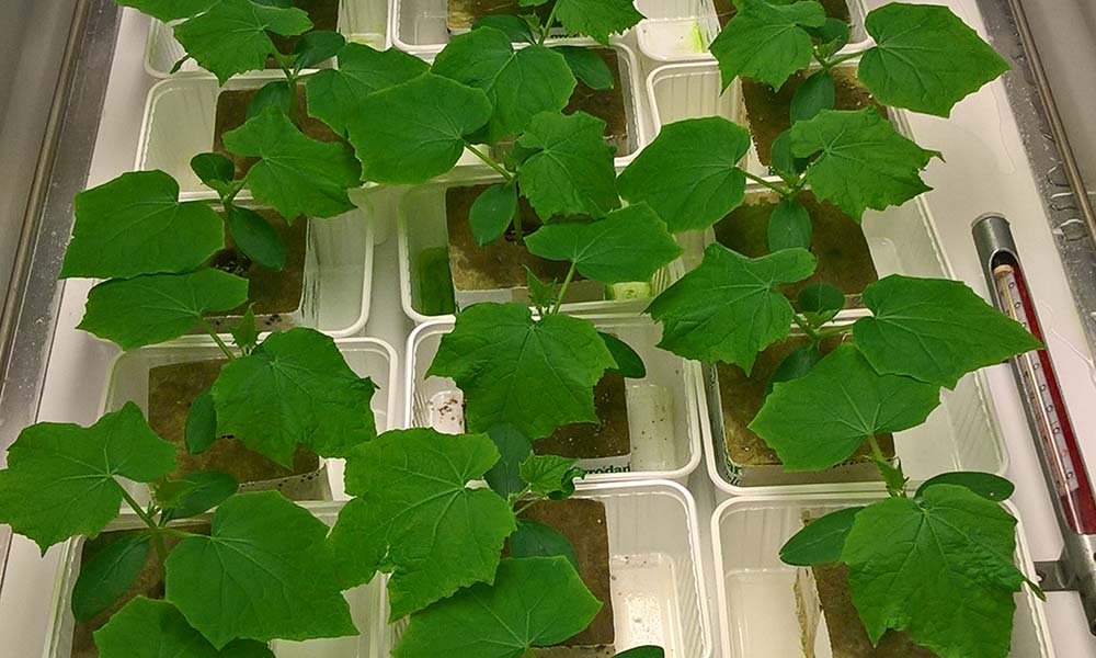 Test on growth response crops