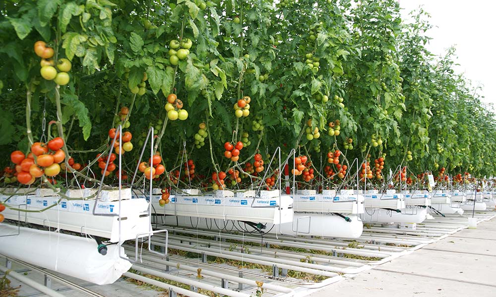 Strong tomato crop with less gas in 2SaveEnergy greenhouse