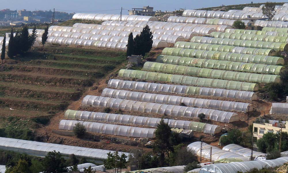 Strengthening the Lebanese horticulture sector
