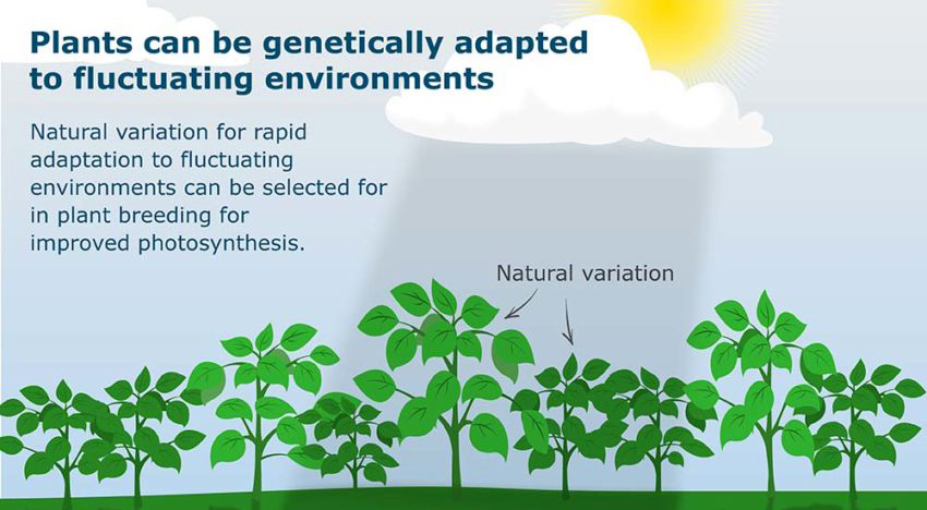WUR research demonstrates natural genetic variation photosynthesis