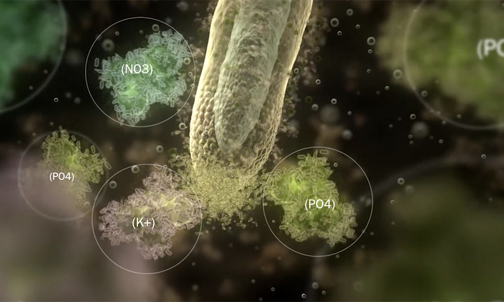Plant Health Cure presenteert uitlegvideo over wortelgroei