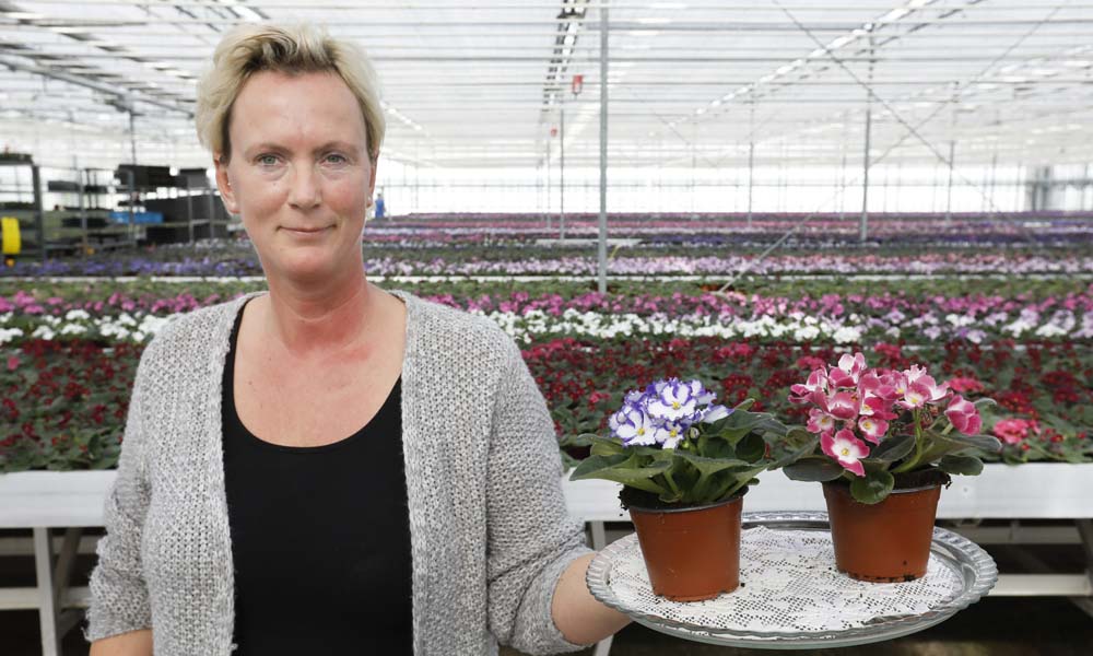 ‘Twee miljoen saintpaulia’s per jaar in twaalf kleuren’