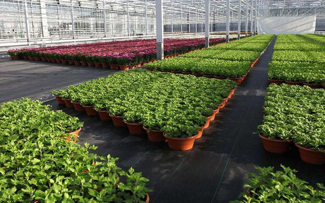 Webapplicatie optimalisatie watergift potplanten bijna gereed