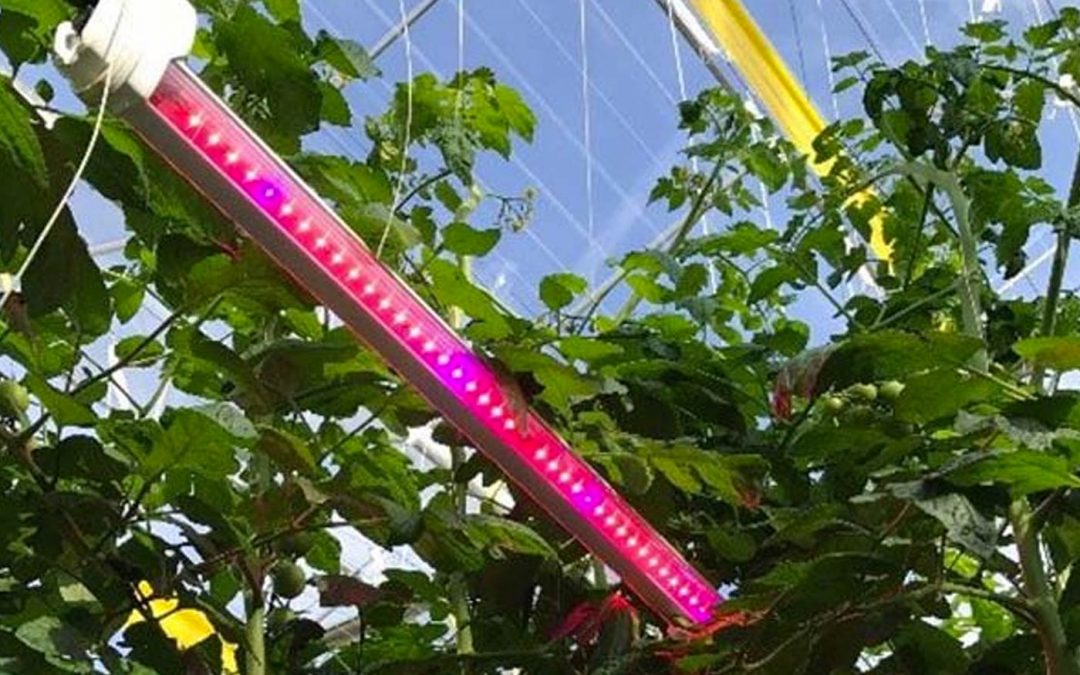 Belichting tomaat tijdens zomer heeft geen effect