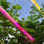 Belichting tomaat tijdens zomer heeft geen effect