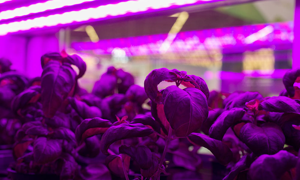 Slechts kwart van indoor vertical farms in VS maakt winst