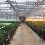 JHL Plants uit Pijnacker en Artemis Lilies in Almere willen met een combinatie van licht en ionisatie betere groei realiseren en de ziektedruk terugbrengen.