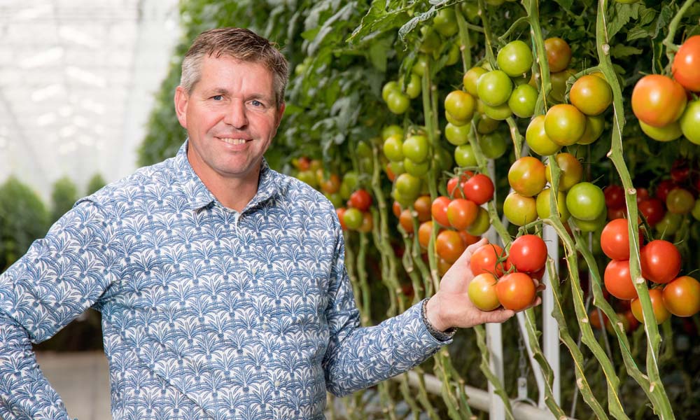 Gezamenlijk areaal moet al in 2020 zijn toegenomen tot 500 ha tomaten