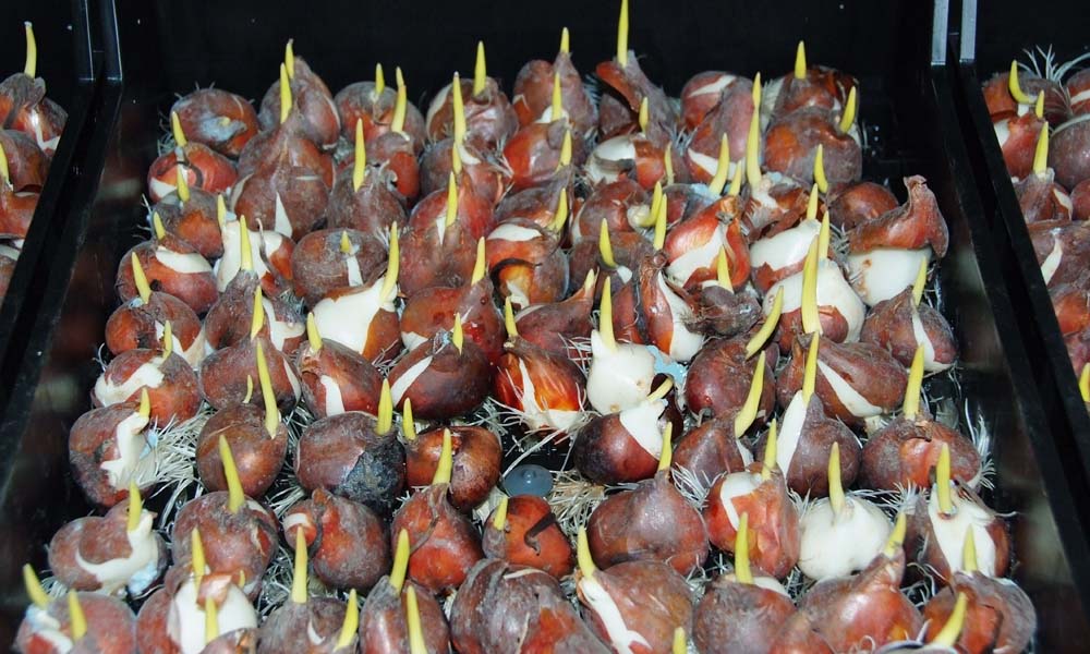 Plant growth promoting rhizobacteria in bulb production