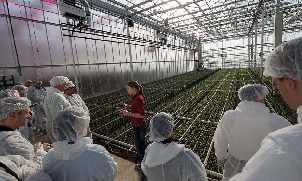 Two-day excursion to innovative Dutch greenhouses