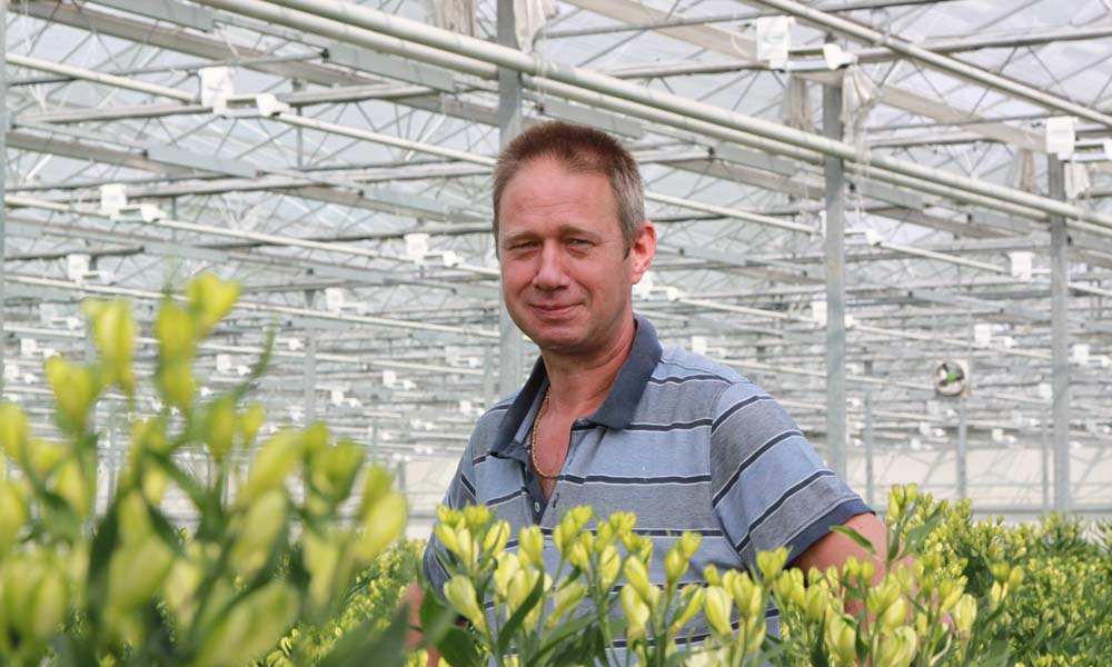 Alstroemeria can get off to a good start with higher light levels than are generally used at present.