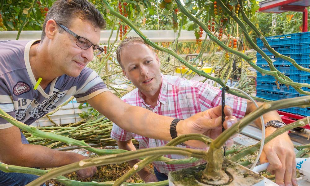 Watering less more often: downsizing on trend in irrigation