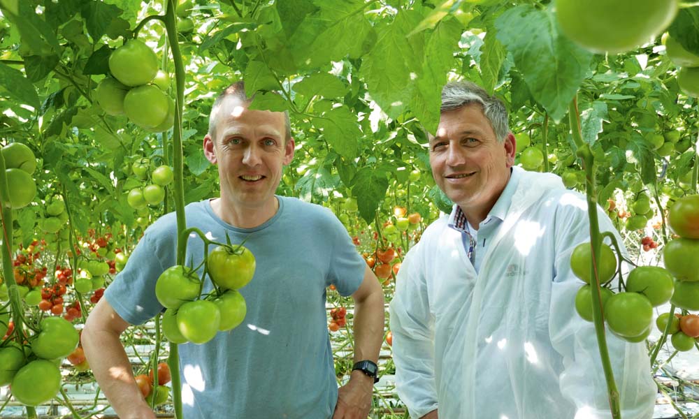 A tomato grower is the first to gain experience with an anti-condensation coating for glass.
