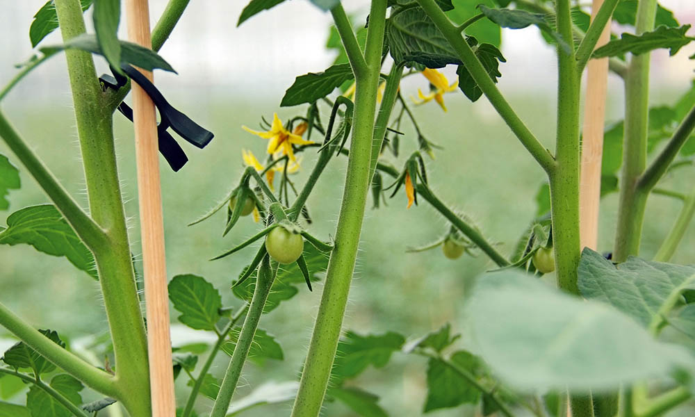 Too little insight about factors that effect flowering
