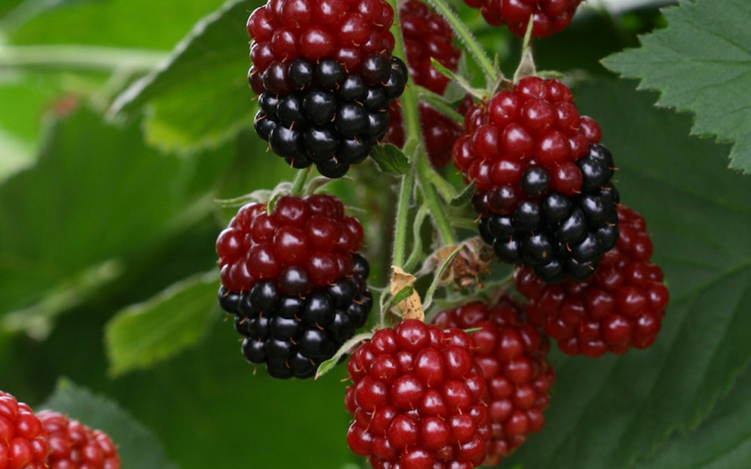 ‘Essentieel onderzoek voor elke kleinfruitteler, buiten of onder glas’