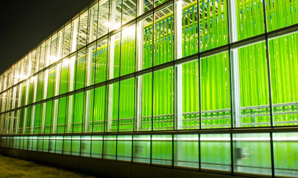 Greenhouse for algae cultivation