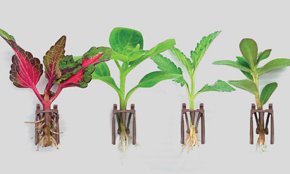 Dümmen Orange introduces new rooting technology