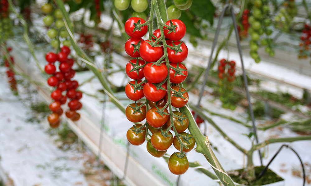 Fertliser from waste flows for tomatoes