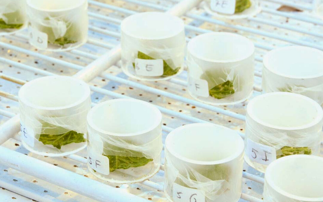 ‘Ene week gingen bijna alle trips dood, andere week nauwelijks’