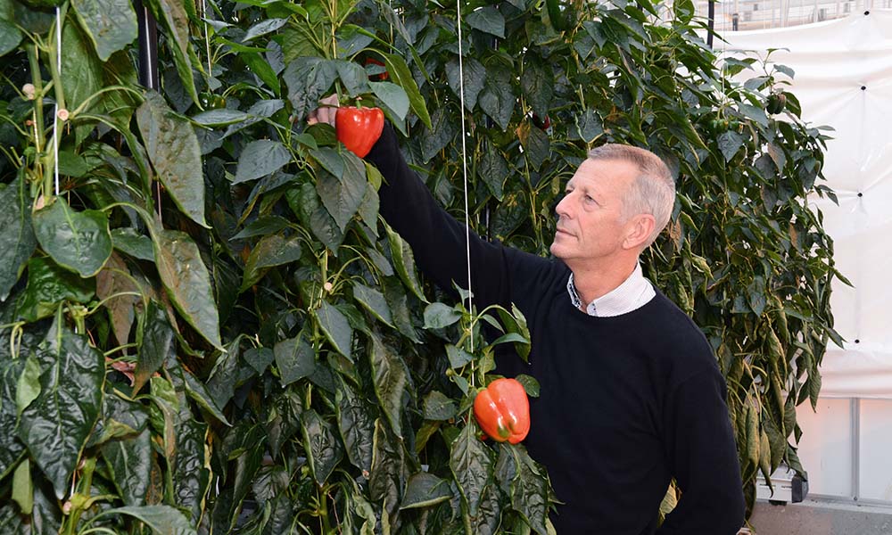 Wim Voogt: “We haven’t seen any negative impacts of high sodium concentrations in sweet pepper.”