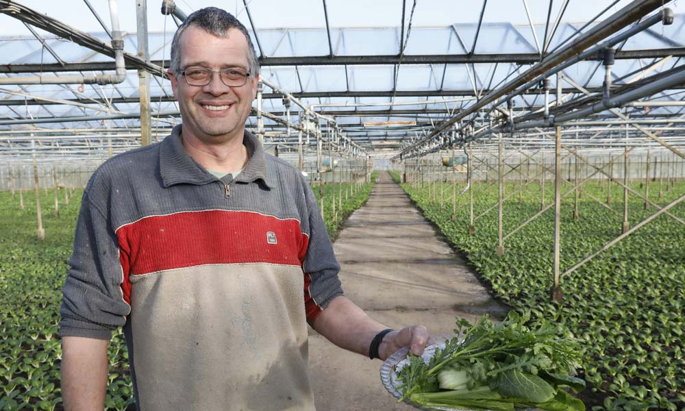 Groenteteler Erik Hoogenboom uit Ridderkerk: ‘Twaalf soorten uitheemse groenten, waarvan zeven jaarrond’