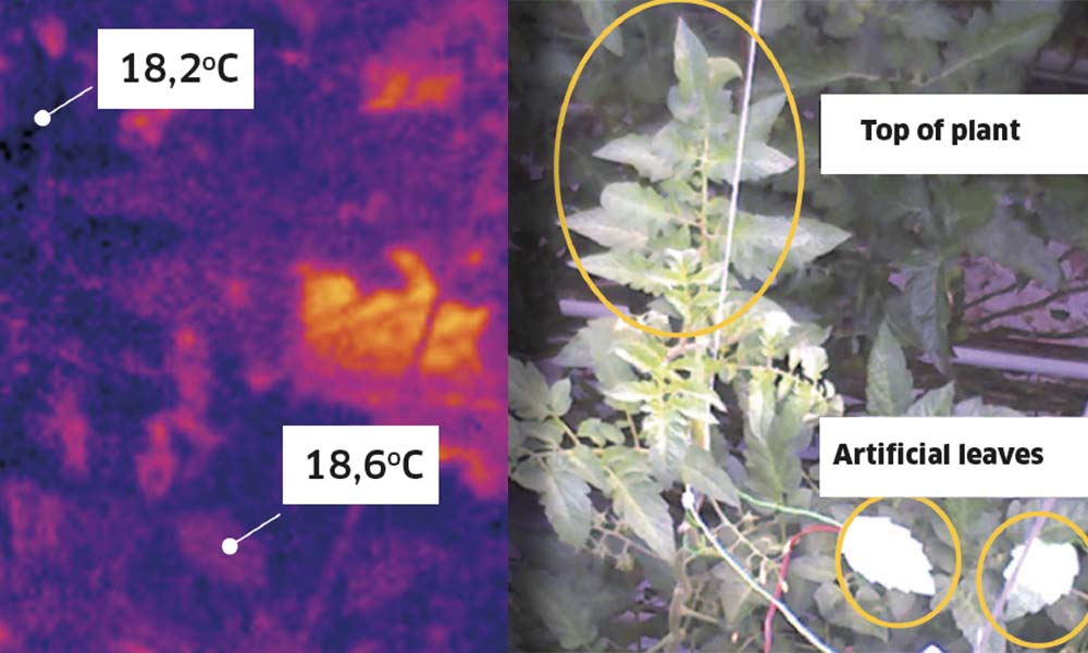 A thermal camera took an image of the tomato crop every ten minutes over a six-week period.