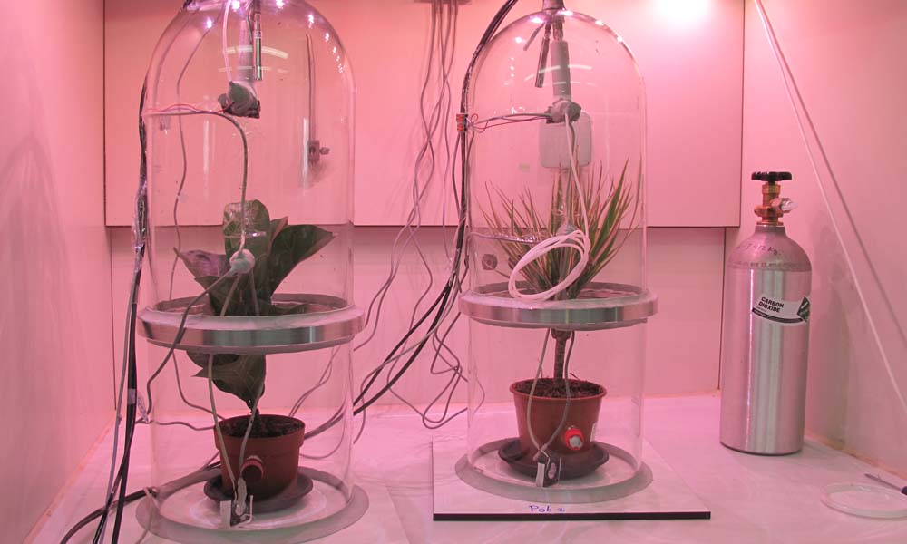 What plants are best for purifying indoor air?