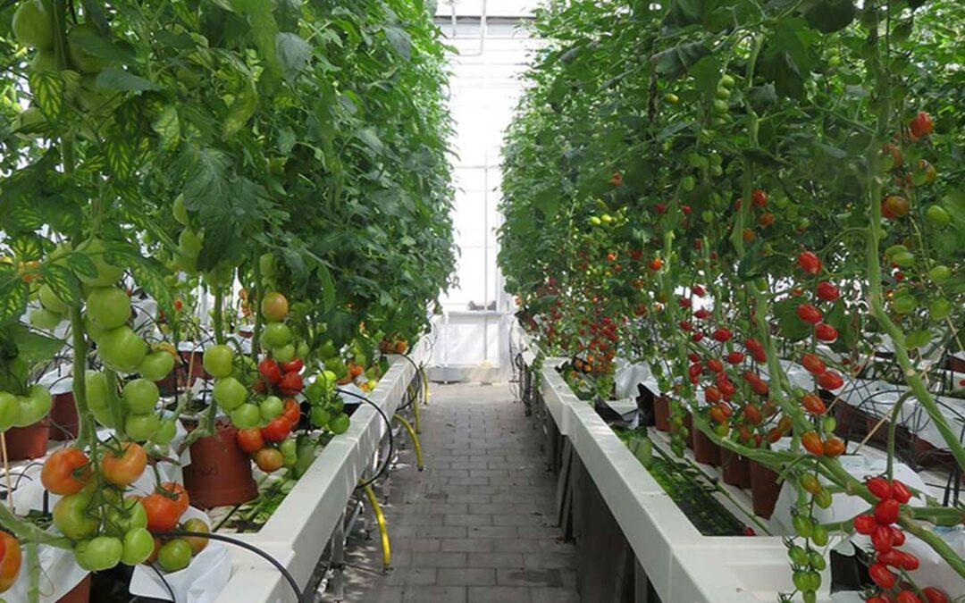 Onderstam speelt minimale rol bij voedingsopname tomatengewas
