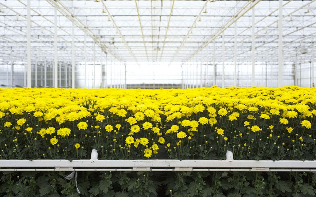Areaal glasgroenten en sierteelt onder glas in Nederland gegroeid